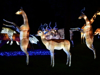 The 4th edition of the Wild Lights Festival at the Peaugres Safari in Ardeche, France, features more than 2,000 light sculptures during the...