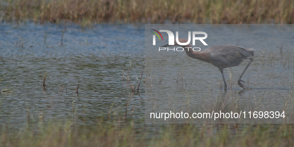 Reddish Egrets chase fish energetically through shallow saltwater environments. They pursue fish on foot or swoop at them in flight, create...