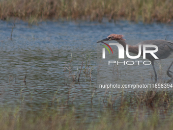 Reddish Egrets chase fish energetically through shallow saltwater environments. They pursue fish on foot or swoop at them in flight, create...