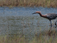 Reddish Egrets chase fish energetically through shallow saltwater environments. They pursue fish on foot or swoop at them in flight, create...