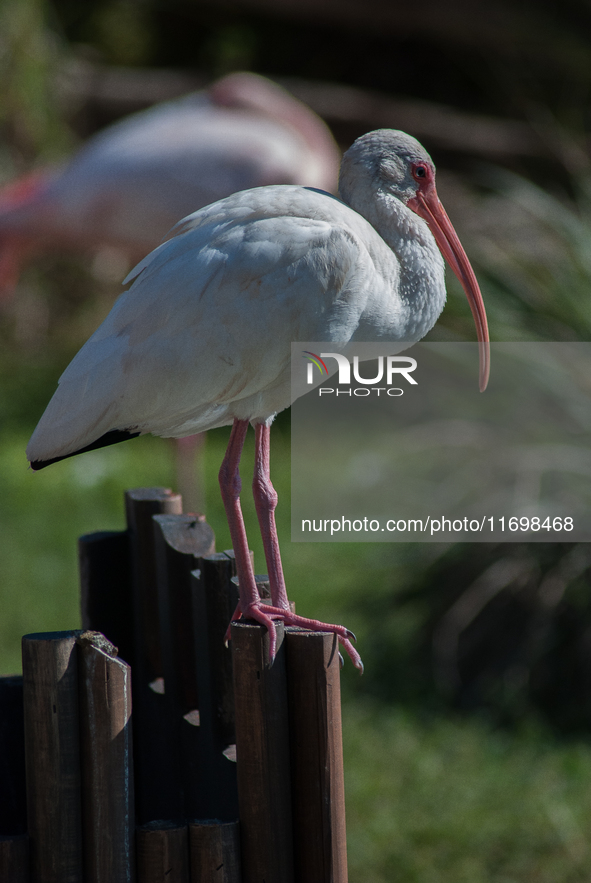 White Ibises gather in groups in shallow wetlands and estuaries in the southeastern United States, on march 02, 2007. At each step, their br...