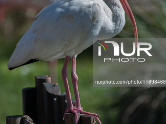 White Ibises gather in groups in shallow wetlands and estuaries in the southeastern United States, on march 02, 2007. At each step, their br...