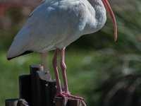 White Ibises gather in groups in shallow wetlands and estuaries in the southeastern United States, on march 02, 2007. At each step, their br...