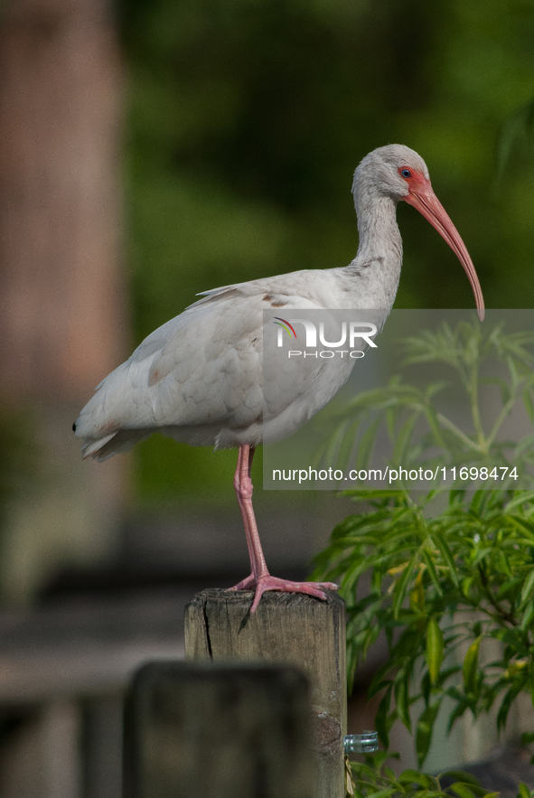 White Ibises gather in groups in shallow wetlands and estuaries in the southeastern United States, on march 02, 2007. At each step, their br...