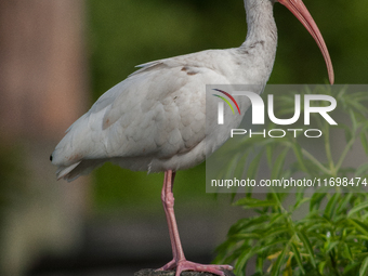 White Ibises gather in groups in shallow wetlands and estuaries in the southeastern United States, on march 02, 2007. At each step, their br...