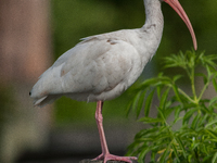 White Ibises gather in groups in shallow wetlands and estuaries in the southeastern United States, on march 02, 2007. At each step, their br...