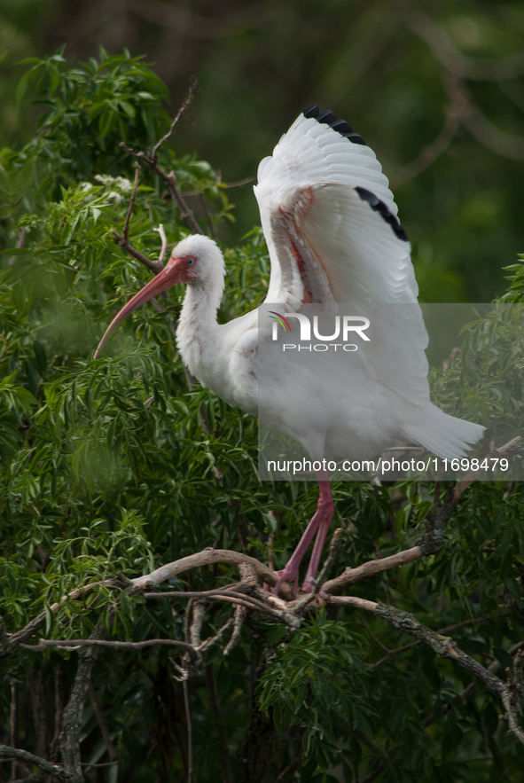 White Ibises gather in groups in shallow wetlands and estuaries in the southeastern United States, on march 02, 2007. At each step, their br...