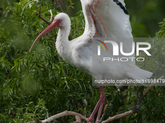 White Ibises gather in groups in shallow wetlands and estuaries in the southeastern United States, on march 02, 2007. At each step, their br...