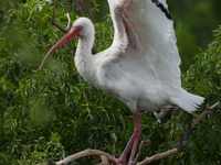 White Ibises gather in groups in shallow wetlands and estuaries in the southeastern United States, on march 02, 2007. At each step, their br...