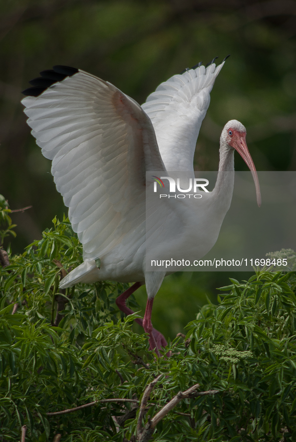 White Ibises gather in groups in shallow wetlands and estuaries in the southeastern United States, on march 02, 2007. At each step, their br...