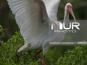 White Ibises gather in groups in shallow wetlands and estuaries in the southeastern United States, on march 02, 2007. At each step, their br...