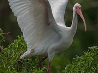 White Ibises gather in groups in shallow wetlands and estuaries in the southeastern United States, on march 02, 2007. At each step, their br...