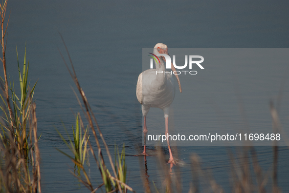 White Ibises gather in groups in shallow wetlands and estuaries in the southeastern United States, on march 02, 2007. At each step, their br...