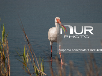 White Ibises gather in groups in shallow wetlands and estuaries in the southeastern United States, on march 02, 2007. At each step, their br...