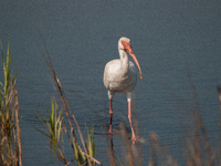 White Ibises gather in groups in shallow wetlands and estuaries in the southeastern United States, on march 02, 2007. At each step, their br...