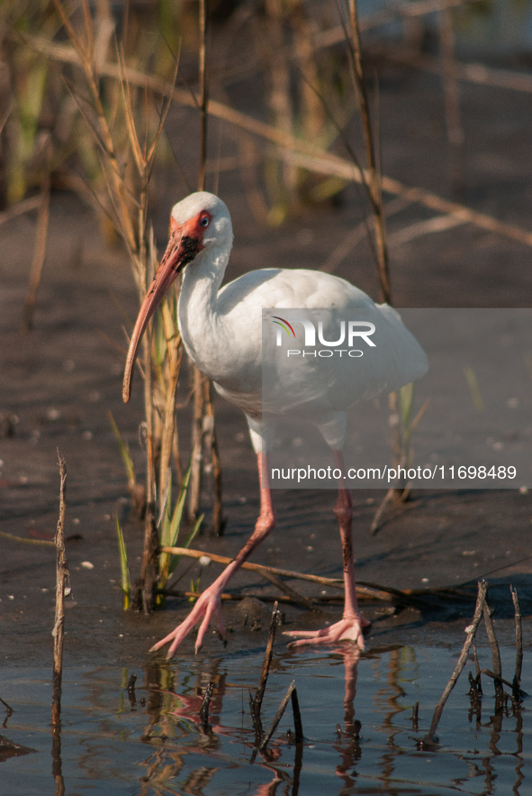 White Ibises gather in groups in shallow wetlands and estuaries in the southeastern United States, on march 02, 2007. At each step, their br...