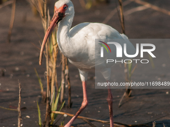 White Ibises gather in groups in shallow wetlands and estuaries in the southeastern United States, on march 02, 2007. At each step, their br...