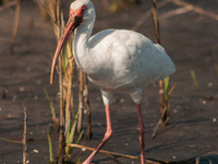 White Ibises gather in groups in shallow wetlands and estuaries in the southeastern United States, on march 02, 2007. At each step, their br...