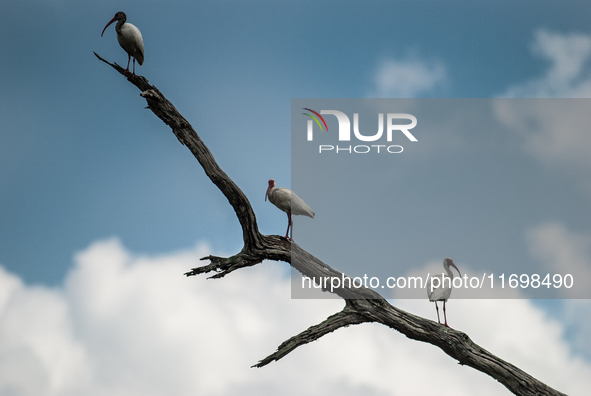 White Ibises gather in groups in shallow wetlands and estuaries in the southeastern United States, on march 02, 2007. At each step, their br...