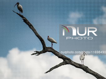 White Ibises gather in groups in shallow wetlands and estuaries in the southeastern United States, on march 02, 2007. At each step, their br...