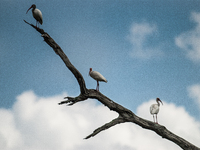 White Ibises gather in groups in shallow wetlands and estuaries in the southeastern United States, on march 02, 2007. At each step, their br...