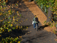 A man rides a bicycle past the fallen leaves in Cologne, Germany, on October 23, 2024. (