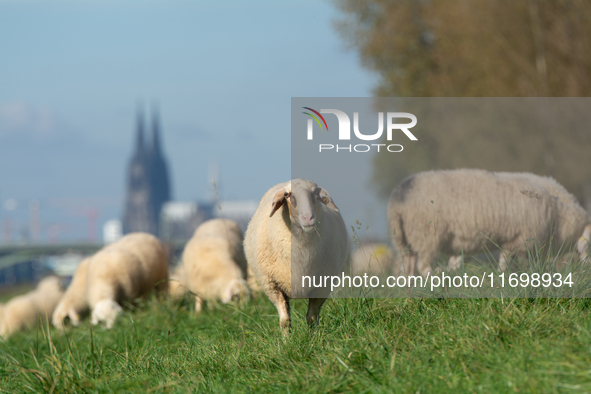 Sheep rest on the bank of the Rhine River in Cologne, Germany, on October 23, 2024. 