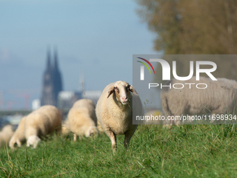 Sheep rest on the bank of the Rhine River in Cologne, Germany, on October 23, 2024. (