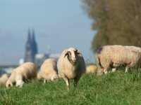 Sheep rest on the bank of the Rhine River in Cologne, Germany, on October 23, 2024. (