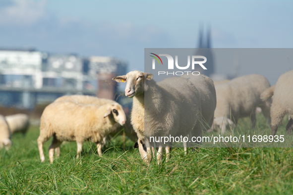 Sheep rest on the bank of the Rhine River in Cologne, Germany, on October 23, 2024. 