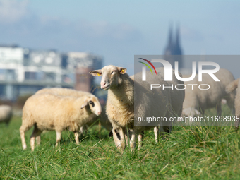 Sheep rest on the bank of the Rhine River in Cologne, Germany, on October 23, 2024. (