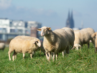 Sheep rest on the bank of the Rhine River in Cologne, Germany, on October 23, 2024. (