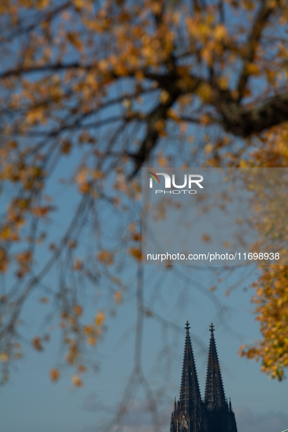 The yellow leaves of trees appear with Cologne Cathedral in the background in Cologne, Germany, on October 23, 2024. 