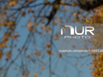 The yellow leaves of trees appear with Cologne Cathedral in the background in Cologne, Germany, on October 23, 2024. (