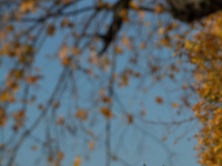 The yellow leaves of trees appear with Cologne Cathedral in the background in Cologne, Germany, on October 23, 2024. (