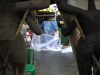 Workers cover idols of the Hindu goddess Kali with a plastic sheet ahead of Cyclone Dana in Kolkata, India, on October 23, 2024. The Regiona...