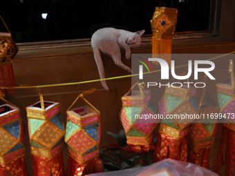 A cat sleeps at a lantern market ahead of the Hindu festival of Diwali in Mumbai, India, on October 23, 2024. (