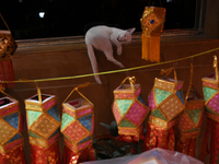 A cat sleeps at a lantern market ahead of the Hindu festival of Diwali in Mumbai, India, on October 23, 2024. (