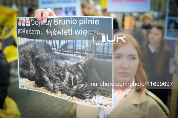 Protesters are seen outside city hall rallying against conditions in cat shelters in Warsaw, Poland on 23 October, 2024. Deaths of cats put...