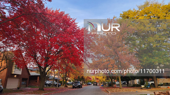 Colorful trees appear during the autumn season in Toronto, Ontario, Canada, on October 22, 2024. 