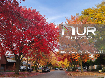 Colorful trees appear during the autumn season in Toronto, Ontario, Canada, on October 22, 2024. (