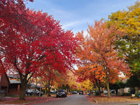 Colorful trees appear during the autumn season in Toronto, Ontario, Canada, on October 22, 2024. (