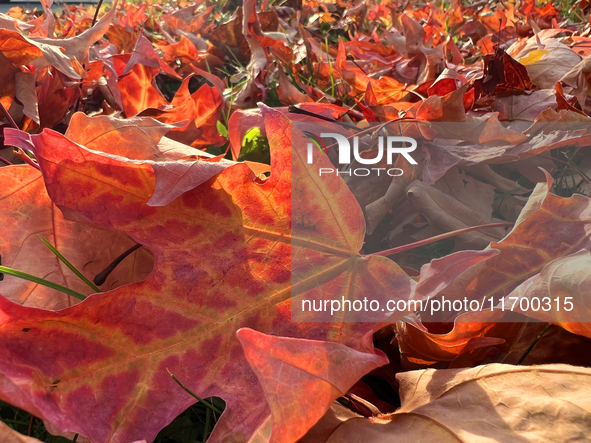 Colorful leaves cover the ground during the autumn season in Toronto, Ontario, Canada, on October 22, 2024. 