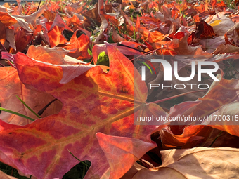 Colorful leaves cover the ground during the autumn season in Toronto, Ontario, Canada, on October 22, 2024. (