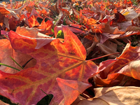 Colorful leaves cover the ground during the autumn season in Toronto, Ontario, Canada, on October 22, 2024. (