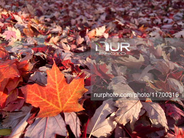 Colorful leaves cover the ground during the autumn season in Toronto, Ontario, Canada, on October 22, 2024. 