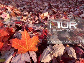 Colorful leaves cover the ground during the autumn season in Toronto, Ontario, Canada, on October 22, 2024. (