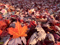 Colorful leaves cover the ground during the autumn season in Toronto, Ontario, Canada, on October 22, 2024. (