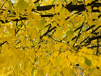 Colorful leaves appear during the autumn season in Toronto, Ontario, Canada, on October 22, 2024. (