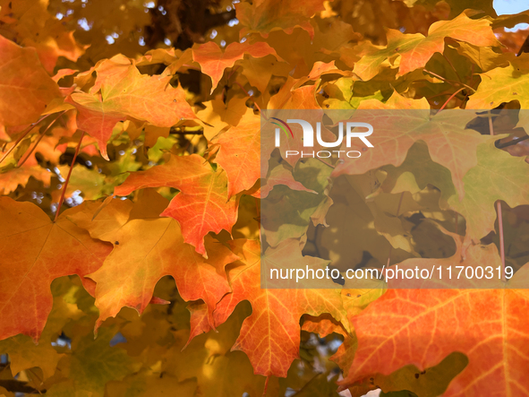 Colorful leaves appear during the autumn season in Toronto, Ontario, Canada, on October 22, 2024. 